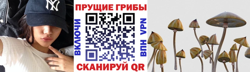 Купить где  Курчалой  Галлюциногенные грибы Cubensis 